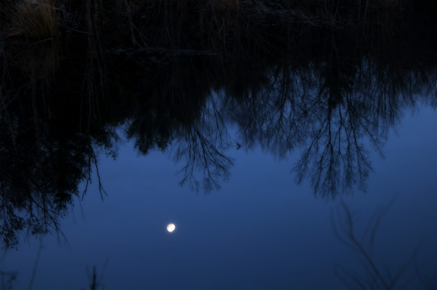 moon in swamp